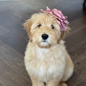 Meet your Posher, Fatima